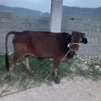 گاو برانسویسی چاق هم داشتی هم کشتی