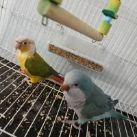 پرنده