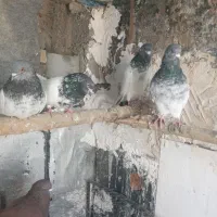 چهار عدد کفتر باشی سپه اویناق