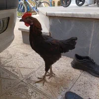 پرندگان