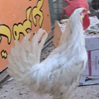خروس‌خوش‌صدا