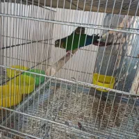 ۳ جفت طوطی کرین چیک مولد جوجه داده