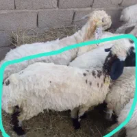 گوسفند دوقلوزا