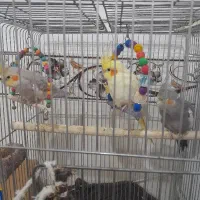 پرنده عروس هلندی