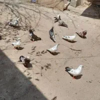 کبوتر