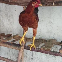 مرغ و خروس