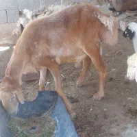 یک راس قوچ چینی میش رون سالم بدون عیب