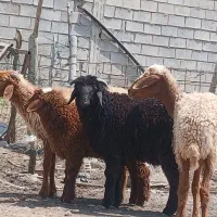 دوگوسفند عربی با بره نر وماده بزرگ در سربندر