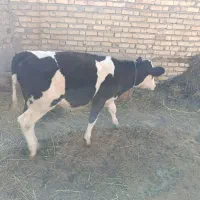 گوساله ماده