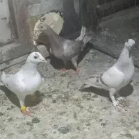 کبوتر