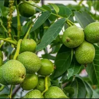 نهال گردو پیوندی