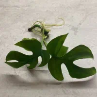 مانسترا فیلودندرون رافیدو