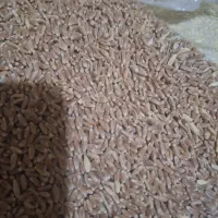 گندم دیم کلات|عمده‌فروشی|زاوین, |دیوار