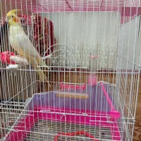 عروس هلندی سالم سرو حال نیمه اهلی خوش صدا