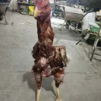 خروس لاری