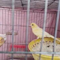 ماده قناری آماده، جفتی سهره و قناری