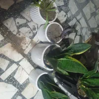 گل و گلدان