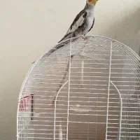 عروس هلندی نر