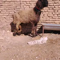 شیشک قوچ