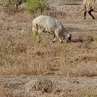 گوسفند  بره نر