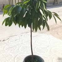 گل بنجامین آپارتمانی