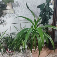 فروش گل‌های طبیعی به صورت کلی