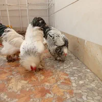 خروس برهما