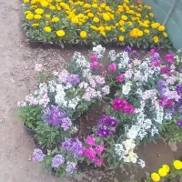 فروش گل|گل و گیاه طبیعی|تهران, آرژانتین|دیوار