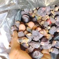 خرید ظایعات خرماو درجه 2
