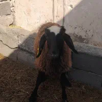 انواع گوسفند بره ماده نژاد شال شهر قدس