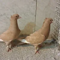 کفتر نروماده زردی