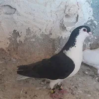 اصفهانی سیاه