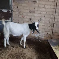 نربزه  دورگ