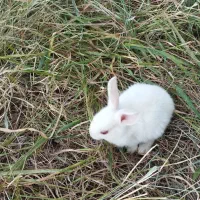 خرگوش|موش و خرگوش|مراغه, |دیوار