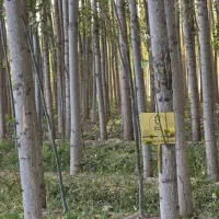 صنوبـر نیگرا