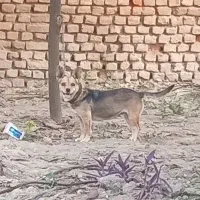 سگ پاکوتاه