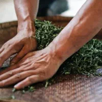 چای بهاره دستچین دستی (سنتی)