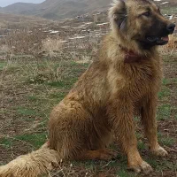 سگ سرابی  نر و ماده