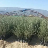 نهال زیتون ومیوه ها