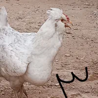 فروش مرغ گلین