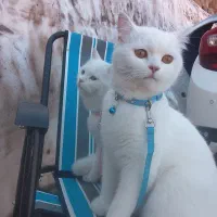 گربه بریتیش