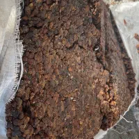 کشمش خوش قیمت در ایران