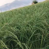 کاه گندم خلال زده اماده تو انبار