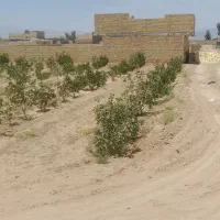 زمین-600-متری-با-درخت-پسته