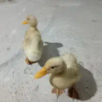 جوجه اردک