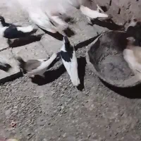 31عدد کفتر