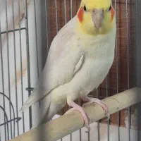 عروس هلندی