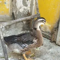 اردک دستی فکرکنم ماده جون