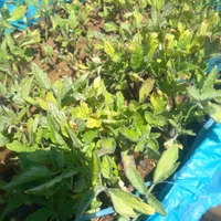 نشاء گوجه|خدمات باغبانی و درختکاری|ابهر, |دیوار