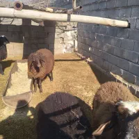 بره|حیوانات مزرعه|قهدریجان, |دیوار